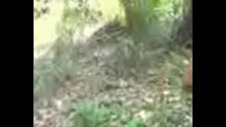 Desi 3gp mobile sex video